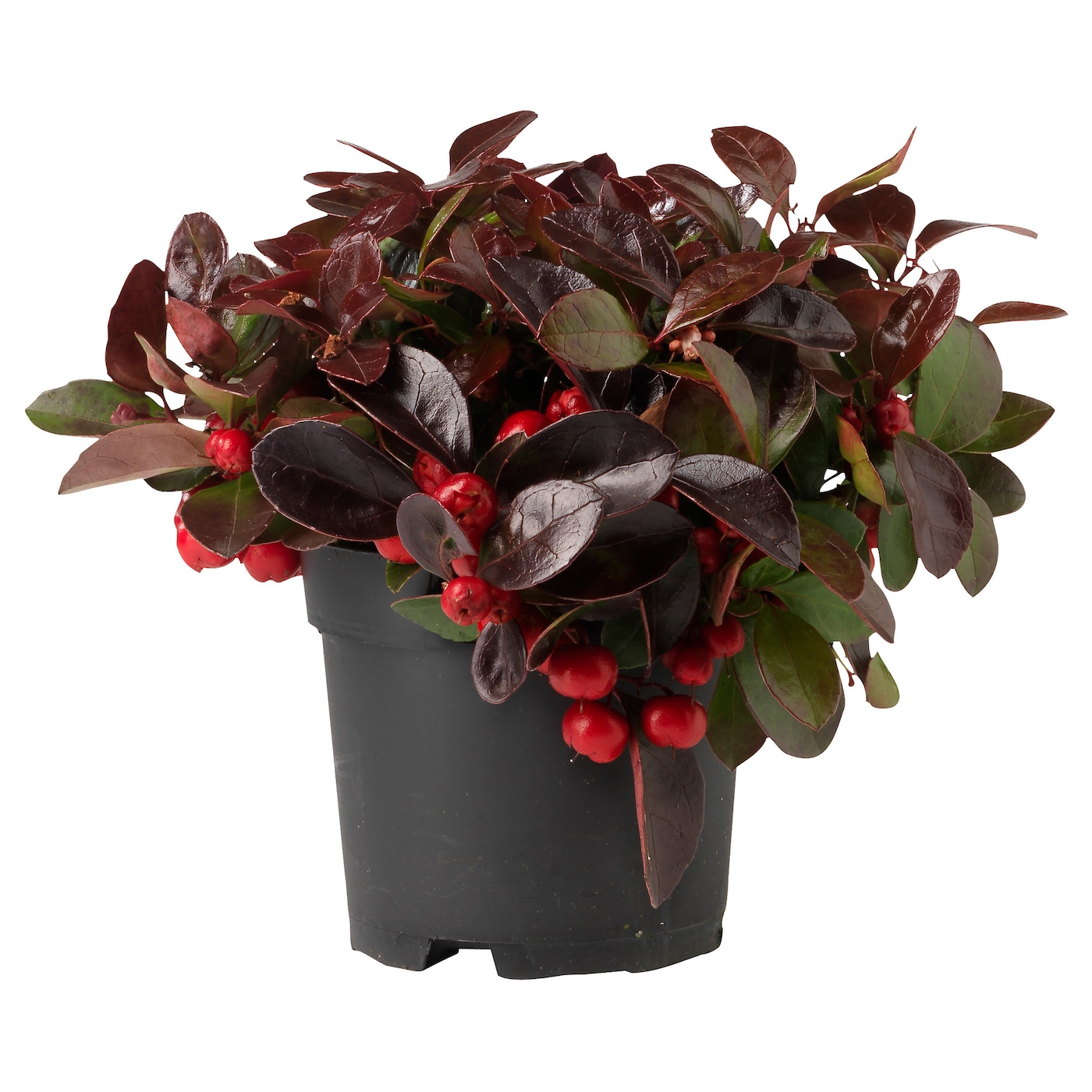 GAULTHERIA PROCUMBENS - roślina doniczkowa gaultheria
