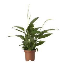 SPATHIPHYLLUM - Комнатное растение