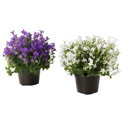 CAMPANULA PORTENSCHLAGIANA - roślina doniczkowa dzwonek