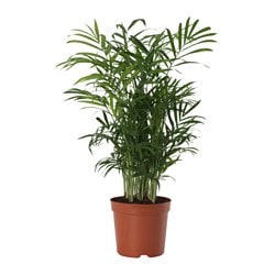 CHAMAEDOREA ELEGANS - Комнатное растение